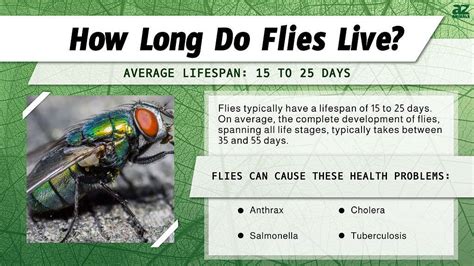 How do fly long.